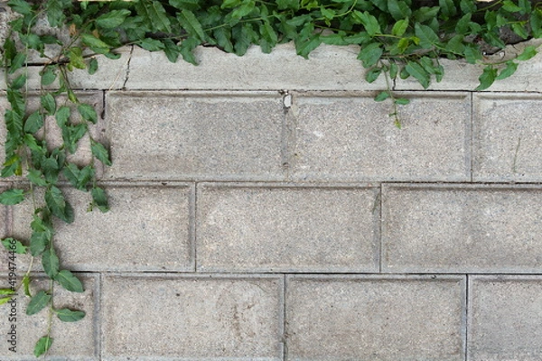 Obraz stone wall with ivy