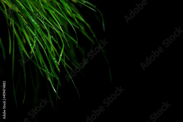 Obraz grass on black background