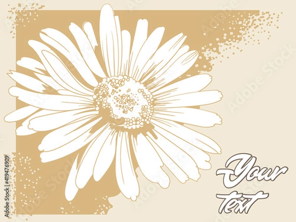 Obraz chamomile_wildflowers