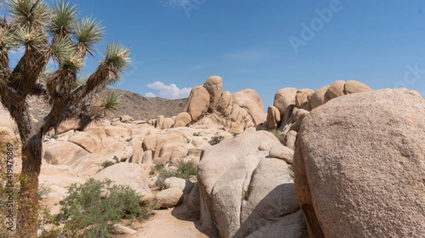 Obraz joshua tree national park