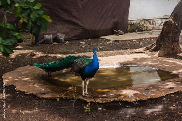 Obraz Peacock in someones yard in Cuba.