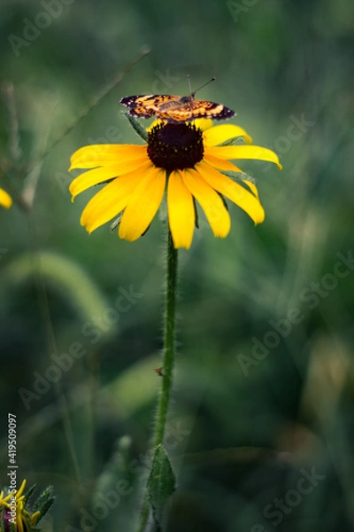 Obraz Butterfly on a sunflower.