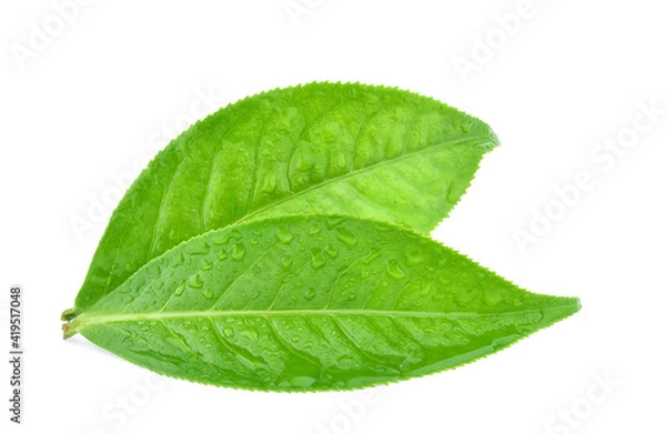 Obraz leaves green tea with drops of water isolated on white background