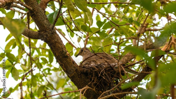 Obraz bird in the tree