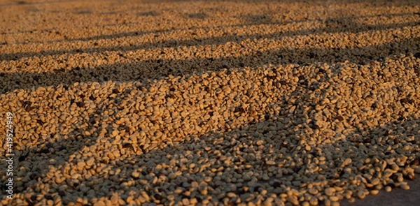 Obraz seed background