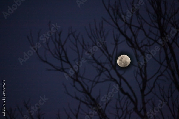 Obraz moon in the night