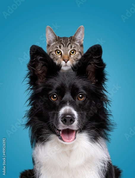 Fototapeta border collie dog portrait with a hiding cat behind