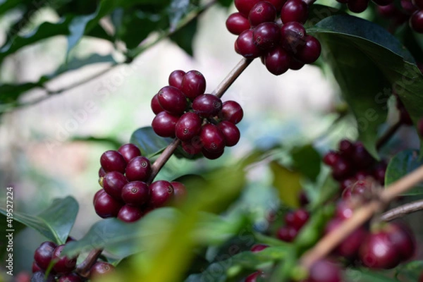 Obraz red currant bush