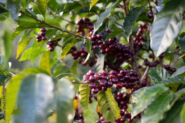 Obraz grapes on the vine