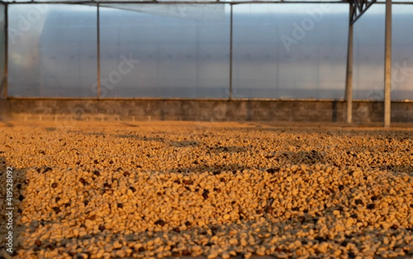 Obraz rows of plants