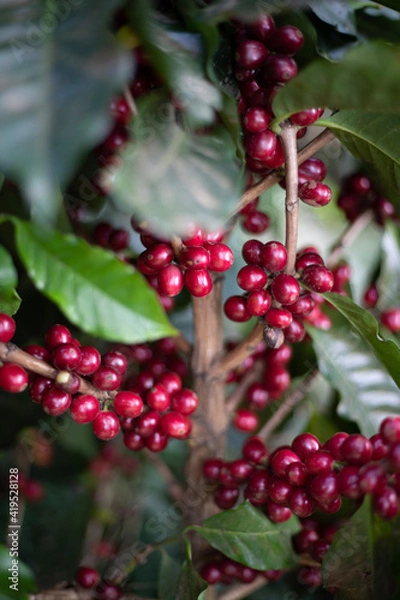 Obraz red currant berries