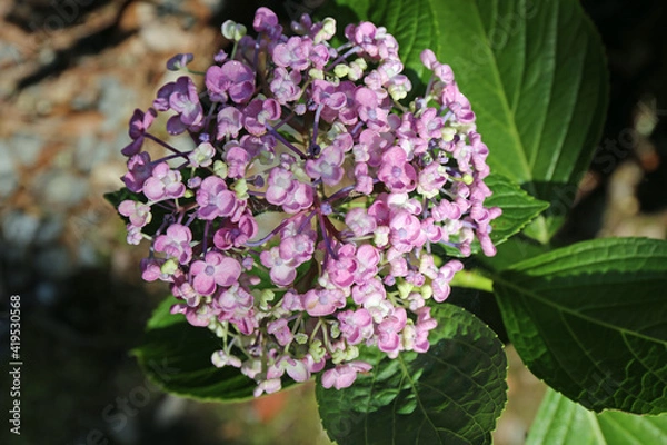 Fototapeta 紫陽花の花