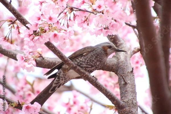 Fototapeta 桜とヒヨドリ
