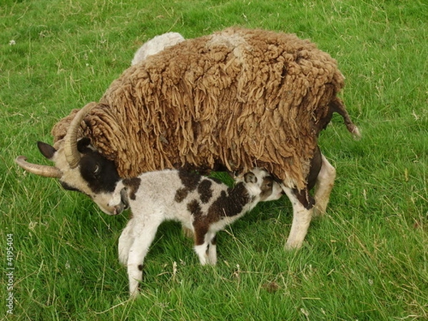 Obraz Soay ewe and twin ewe lambs, one suckling