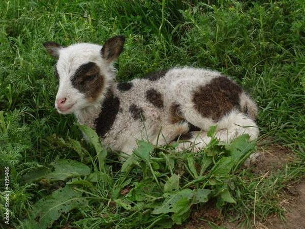 Obraz Piebald Soay ewe lamb