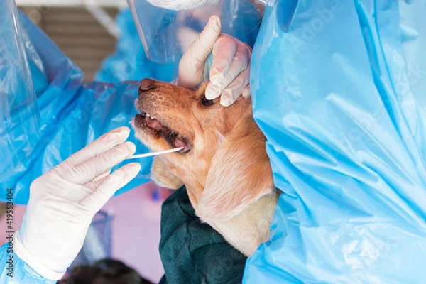 Fototapeta Medical worker taking a swab for corona virus (covid-19) sample from potentially infected dog with the isolation gown or protective suits and surgical face shield.
