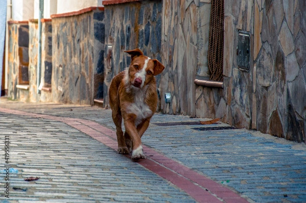 Fototapeta A red-haired dog with a white stripe bent its head to one side and walks along a cobbled narrow street along a house with a stone wall.