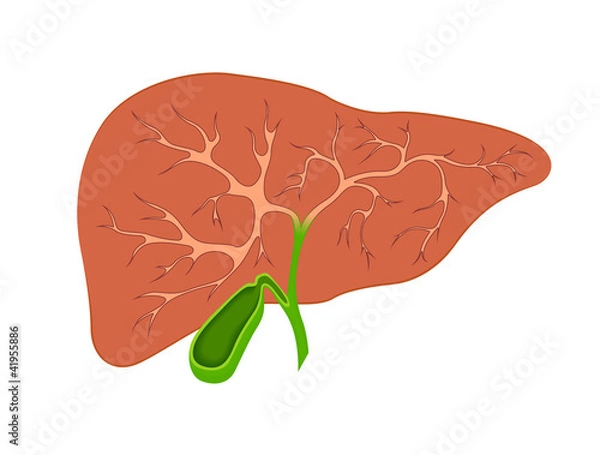 Obraz liver and gall bladder in the context