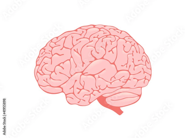 Obraz Volumetric pink brain is a side view