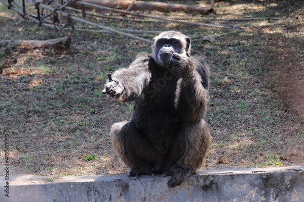 Obraz indian gorilla