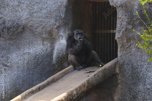 Obraz gorilla sitting on ground