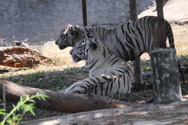 Obraz tiger in the zoo