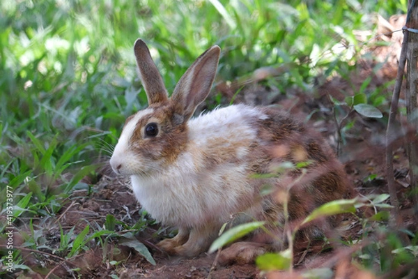 Obraz rabbit in the grass