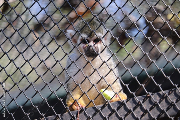 Obraz monkey in cage