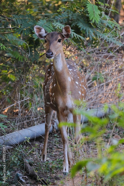 Obraz deer in the forest