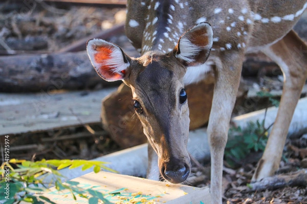 Obraz deer in the forest