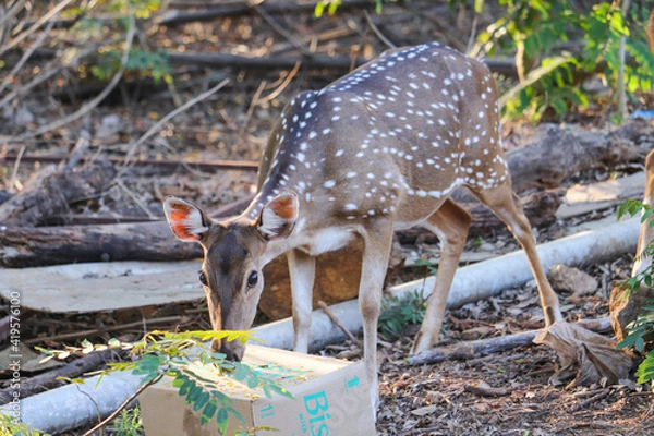 Obraz deer in the forest
