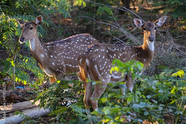 Obraz deer in the wild