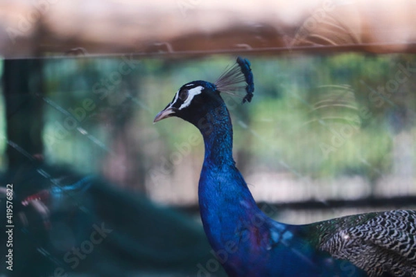 Obraz peacock with feathers