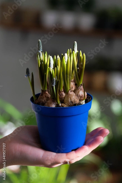 Fototapeta Beautiful blue muscari flowers in the blue pot close up. Mouse hyacinth in the pot.