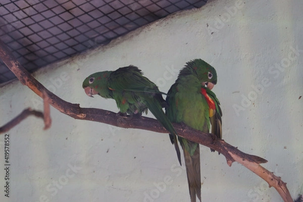 Obraz parrot on a branch