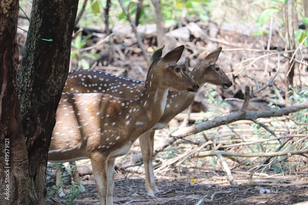 Obraz two deer in the park