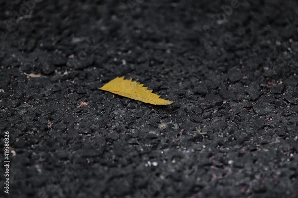 Obraz leaf in th ground