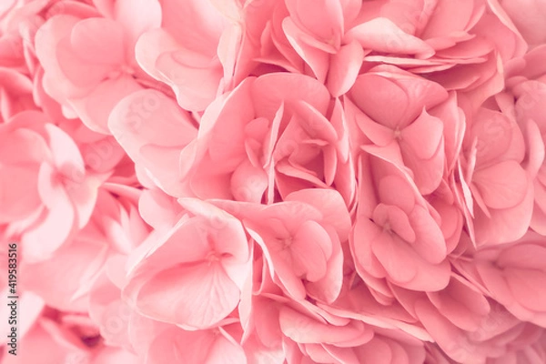 Fototapeta The texture of a blooming hydrangea close-up. Floral background of petals of a blooming pink flower. High quality photo