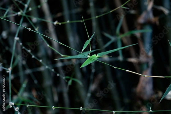 Obraz grasshopper on the grass