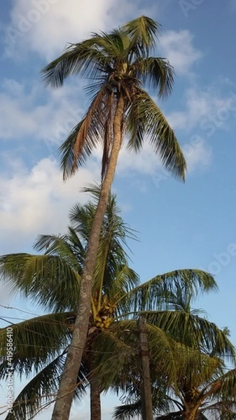 Fototapeta palm tree on the beach