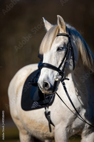 Fototapeta Horse white in partial shot from the front Horse looks with angled head to the right side up to the croup..