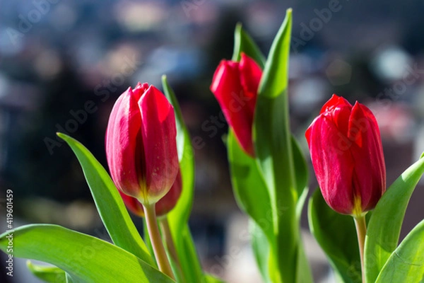 Obraz Pink tulips isolated on dark background.
