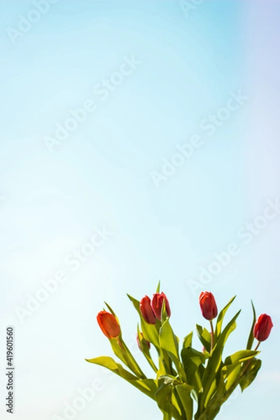 Obraz Bunch of tulips with blue sky background, colorful spring flowers on blurred background with free copy space, springtime concept
