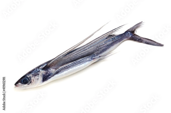 Fototapeta ハマトビウオ