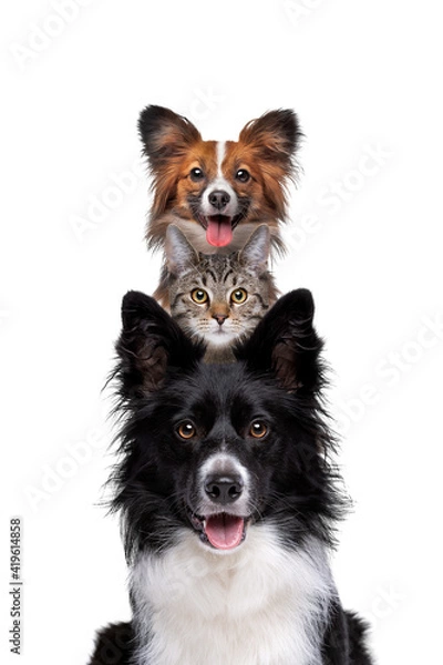 Fototapeta Portrait of two dogs and one cat piled up vertically