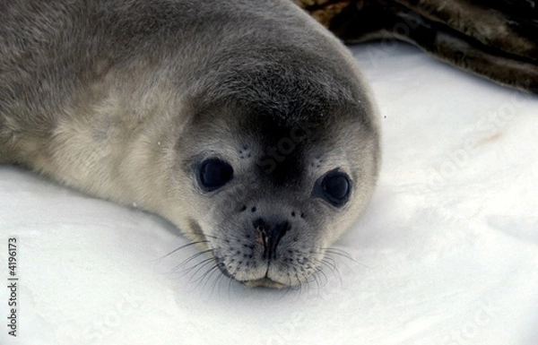 Obraz Głowa pieczęci dziecięcej
