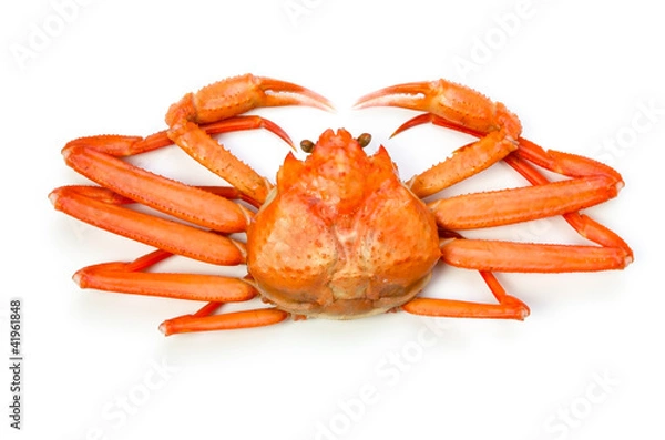 Fototapeta ベニズワイガニ