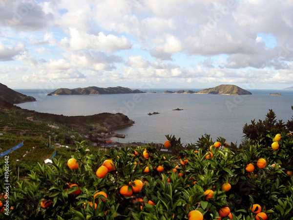 Obraz みかん畑と海