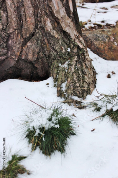 Obraz snow covered tree