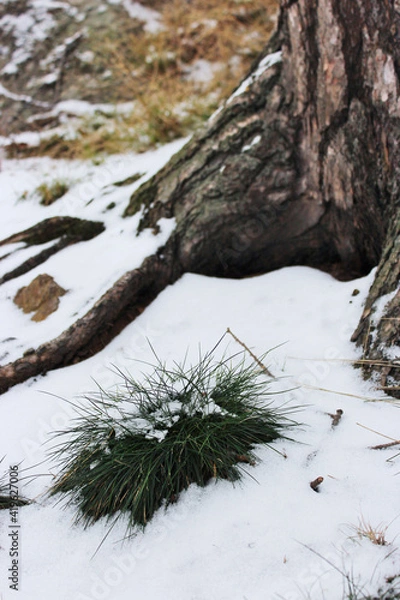 Obraz snow covered tree in daylight